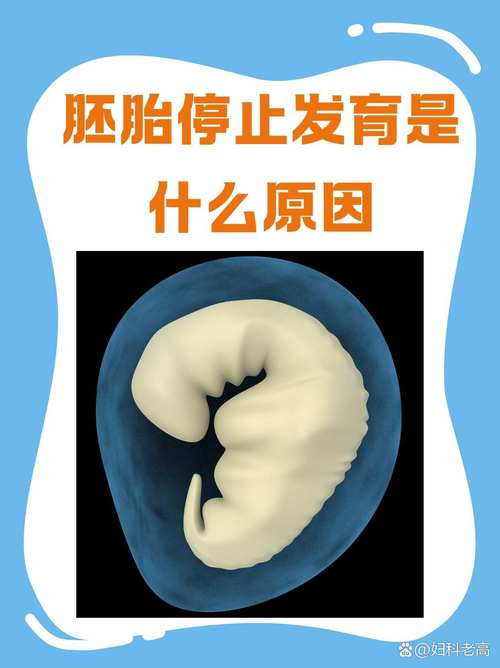 胚胎萎缩