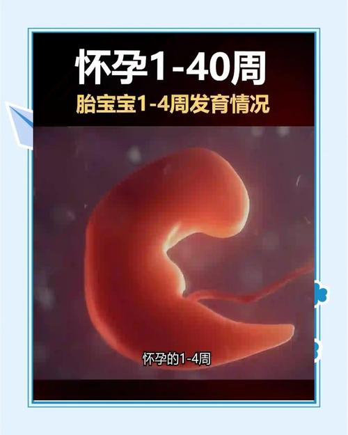 第四周发育