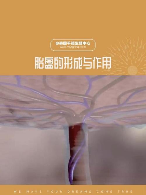  胎盘形成