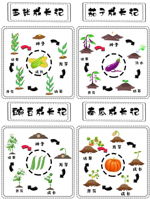  成长过程