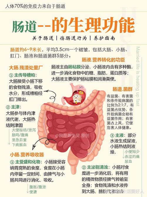 肠道功能