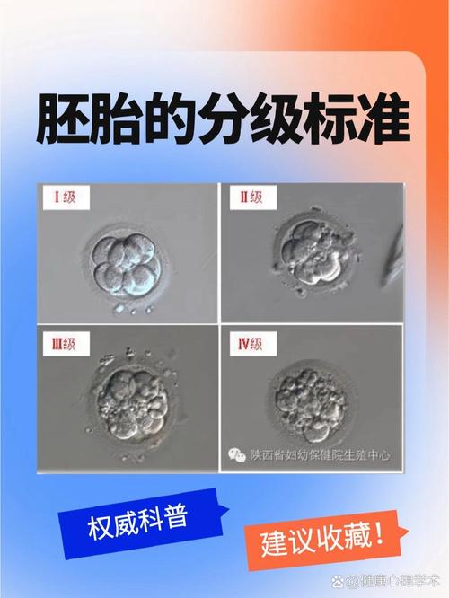  9级胚胎