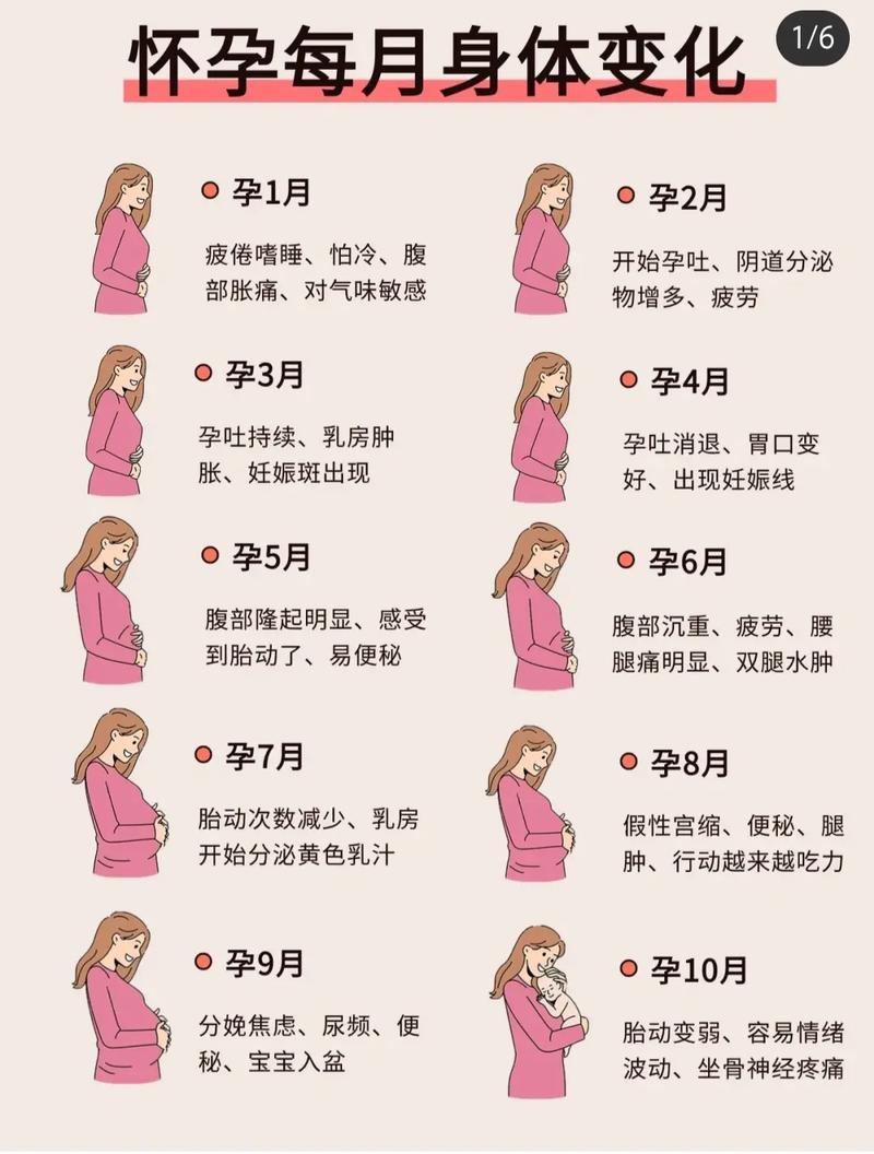 孕期阶段