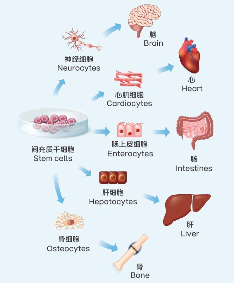  高清分化图集