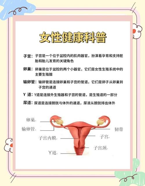 子宫重要性
