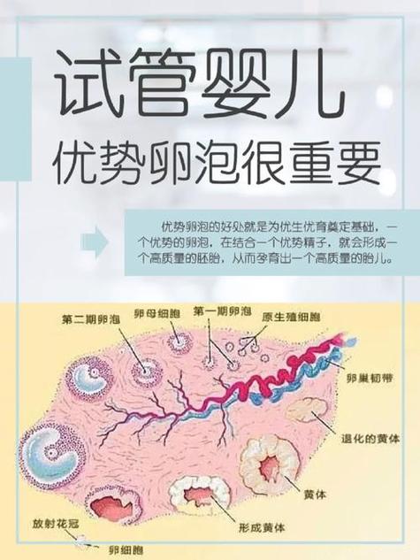 试管婴儿的卵泡过多问题：原因与影响？