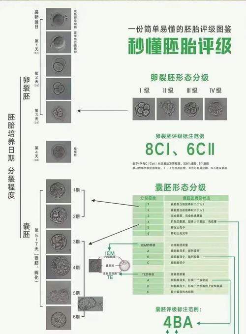 胚胎染色体筛选
