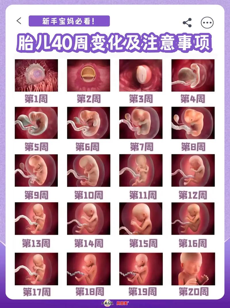 发育过程