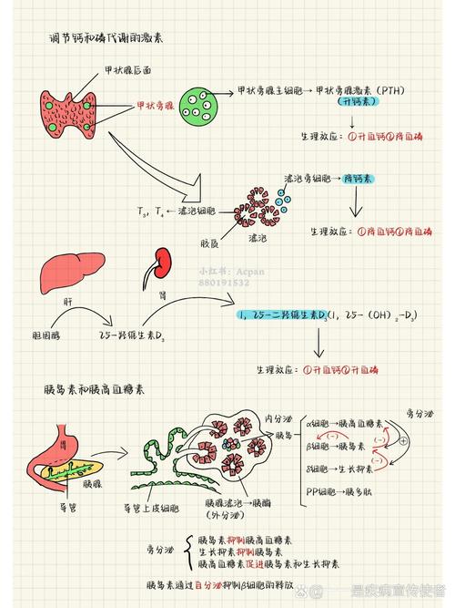 甲状腺激素