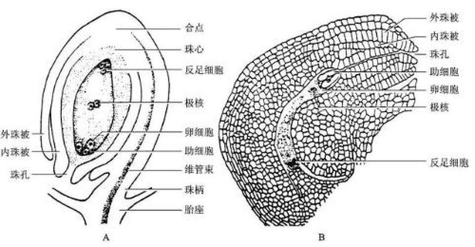  胚囊