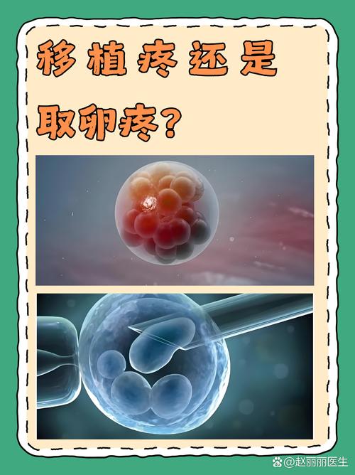 试管婴儿移植疼吗？感受真实情况