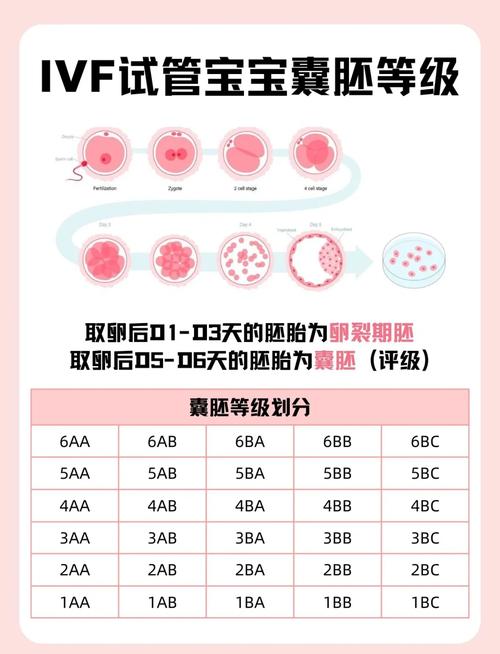 囊胚发育六级