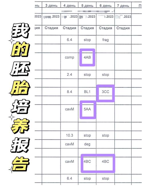 囊胚培育