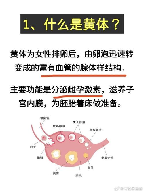 黄体期支持