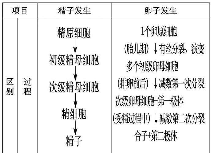 多核受精