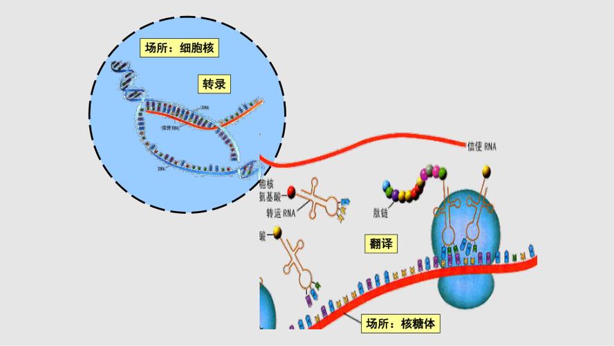 基因合成