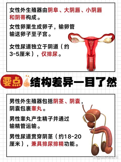 生殖差异