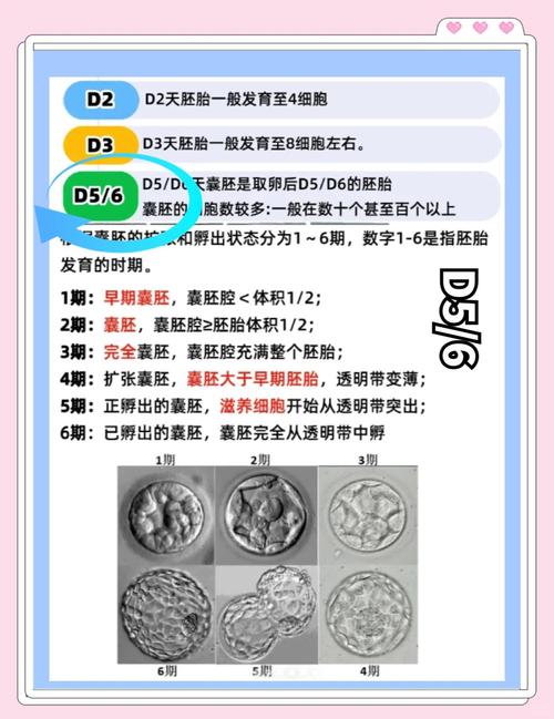 6级胚胎