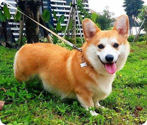 狗