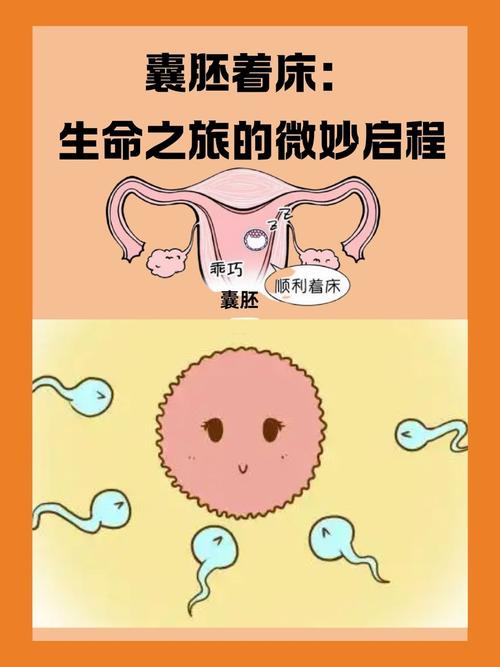 胚囊着床