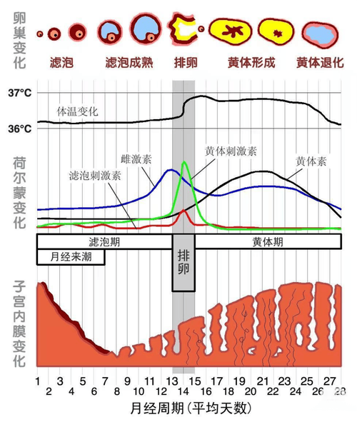 激素分泌