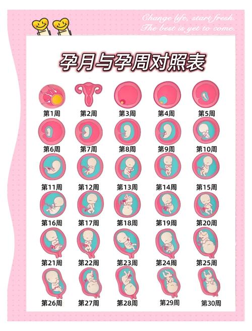 预产期准确性