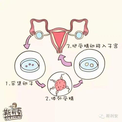 试管婴儿寿命揭秘：能活多久？