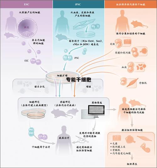专能干细胞
