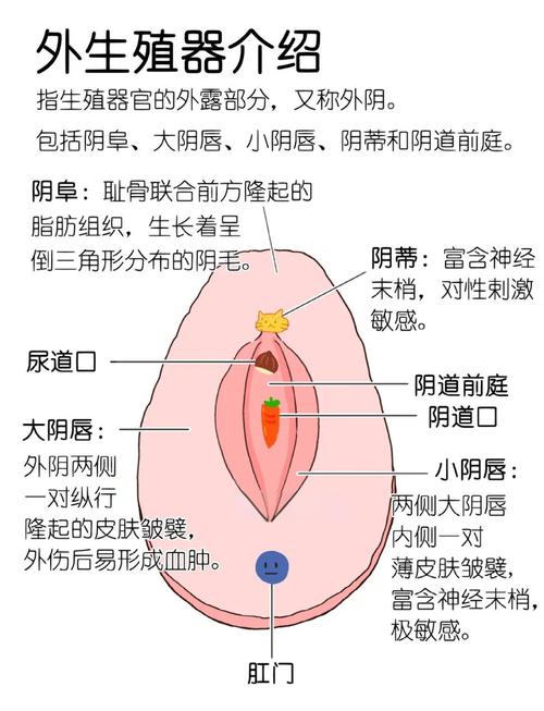 女性生殖系统