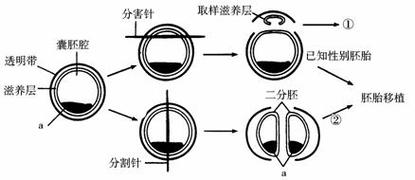胚胎分割