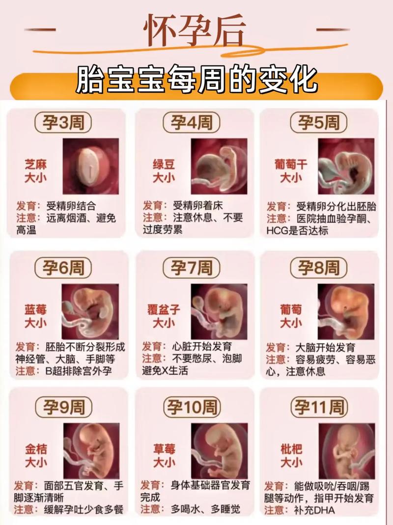  妊娠变化