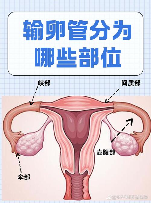  输卵管状况