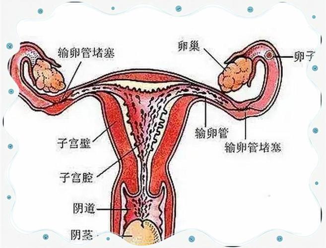  输卵管