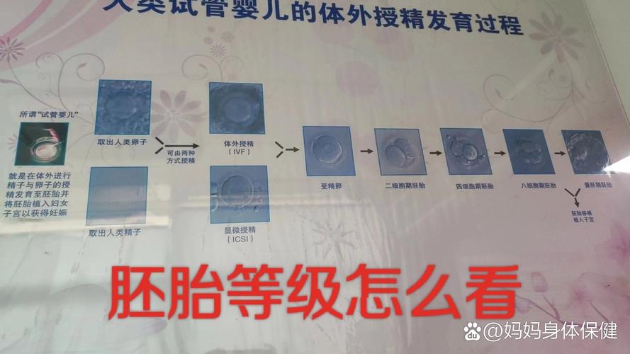 冻胚分级