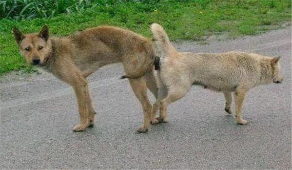 犬类繁殖