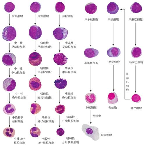 细胞分化