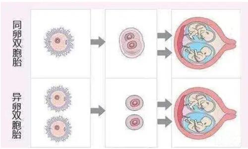 试管婴儿种植2个胚胎存活率如何？