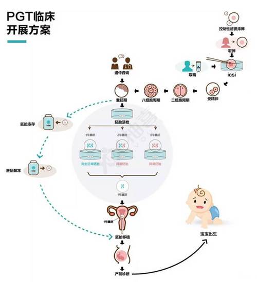 试管婴儿技术：基因健康的革新吗？