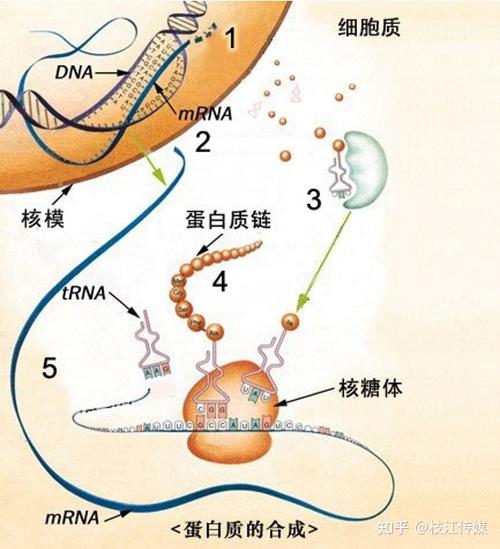基因表达