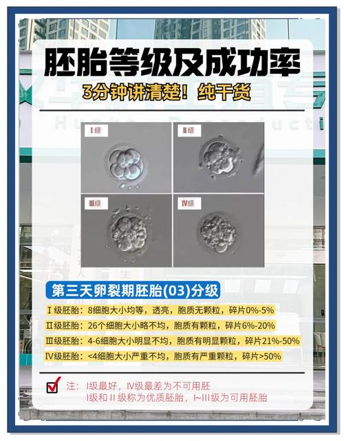 试管婴儿：优质胚胎为何稀少？