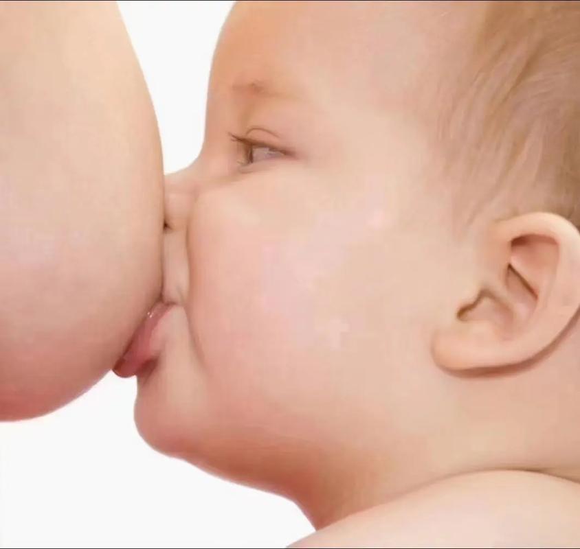 哺乳