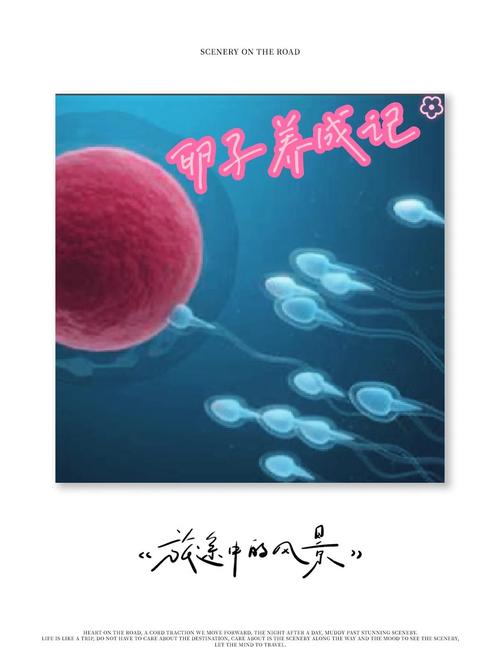 优质卵子
