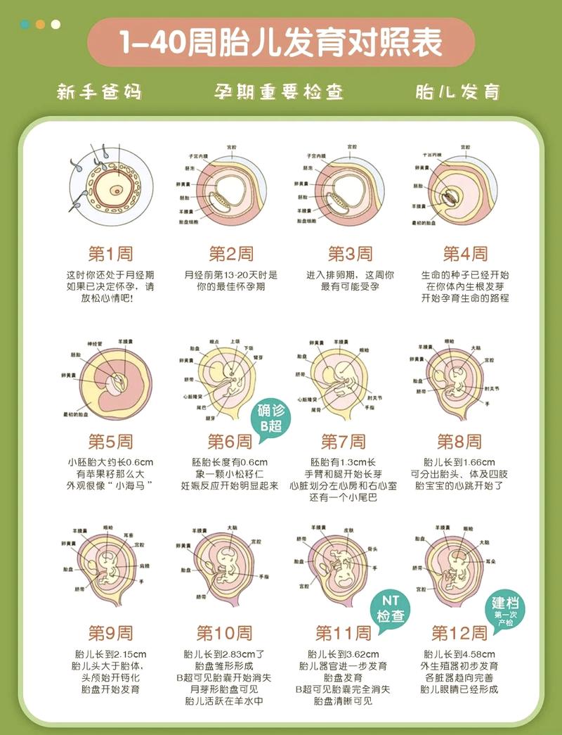 胚胎存活率
