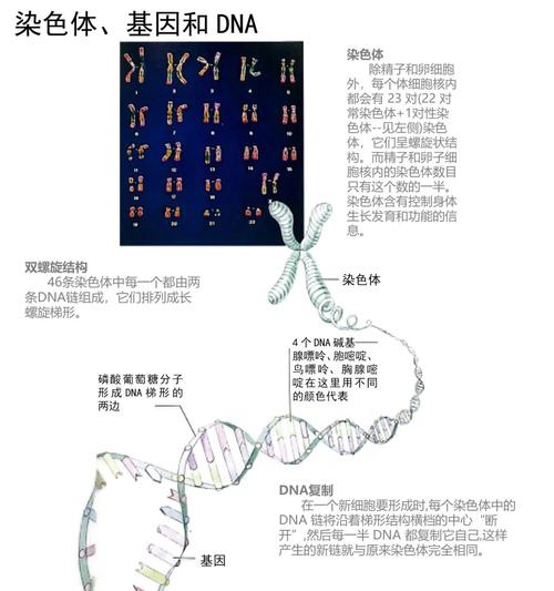 基因联系