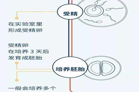 试管婴儿：揭秘胚胎移植的关键步骤