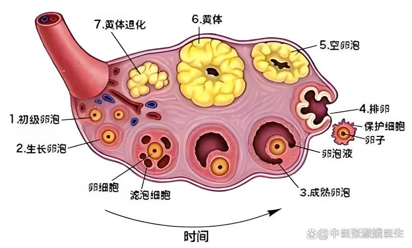  卵泡