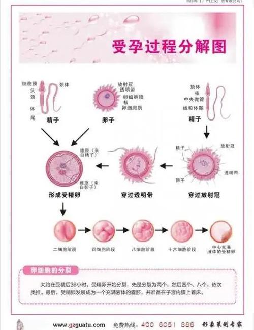  着床过程