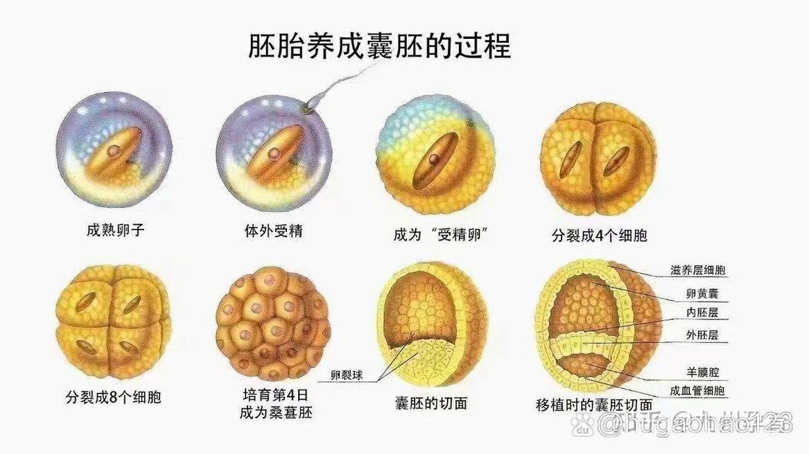 胚胎受精