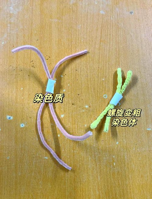 染色体改造
