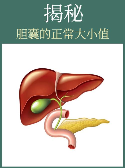 胆囊大小
